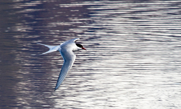 Arctic Tern 2