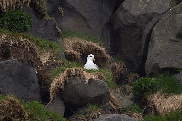 Gull on Cliff at Black Sand Beach
