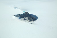 Cinder Cone at Vatnojakull