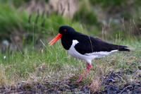 Eurasian Oystercatcher 1