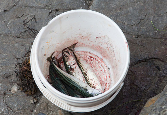 Today's Catch