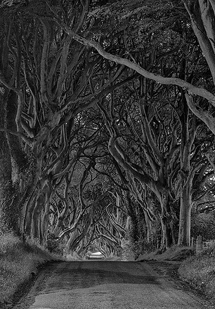 Dark Hedges - Copy