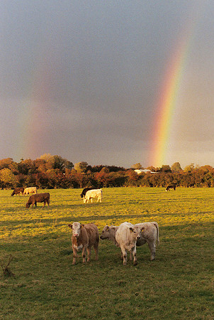 Cows and Rainbows #2