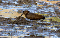 Hamerkop