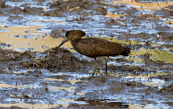 Hamerkop
