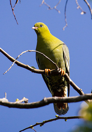 Madagascar Green Pidgeon