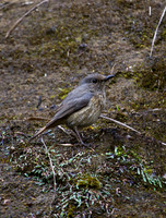 Forest Rock Thrush