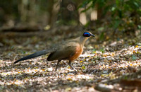 Giant Coua 2