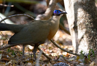 Giant Coua