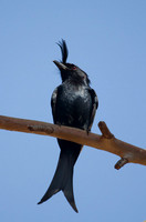 Madagascar Crested Drongo
