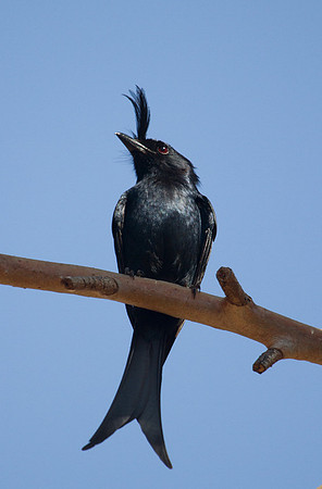 Madagascar Crested Drongo