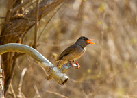 Madagascar Bulbul