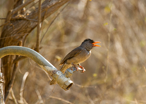 Madagascar Bulbul