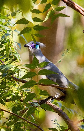 Crested Coua