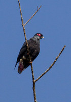 Madagascar Blue Pidgeon 1