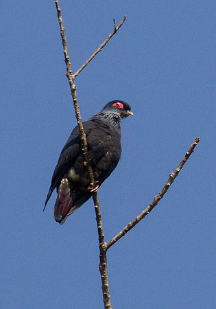 Madagascar Blue Pidgeon 1
