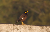 Common Myna