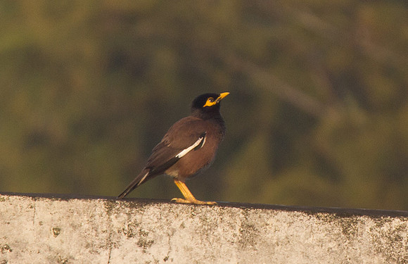 Common Myna