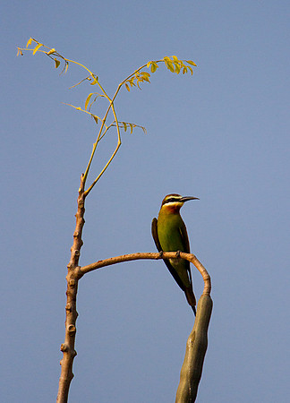 Madagascar Bee-Eater