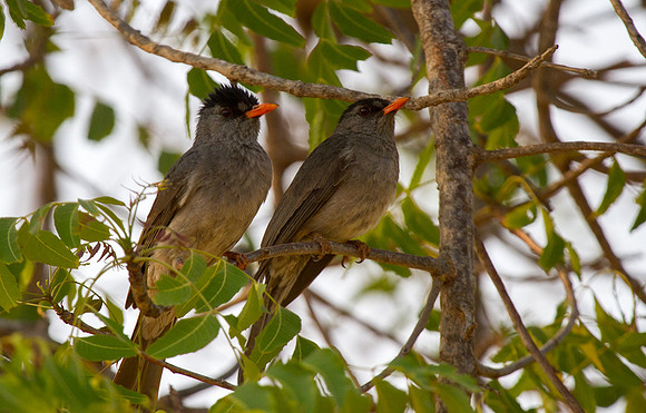 Madagascar Bulbuls