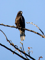 Greater Vasa Parrot