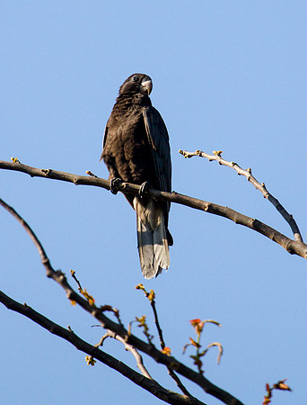 Greater Vasa Parrot