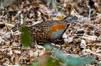Madagascar Buttonquail
