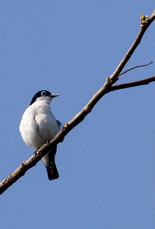 Chabert's Vanga