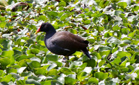 Common Moorhen