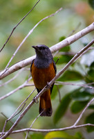 Forest Rock Thrush 2
