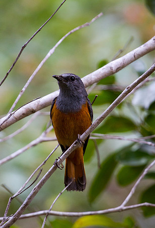 Forest Rock Thrush 2