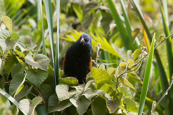 Madagascar Coucal 2
