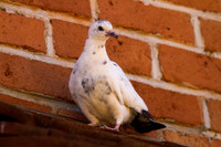 Common Pigeon