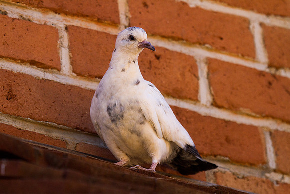 Common Pigeon