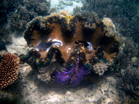 Giant Clam #2