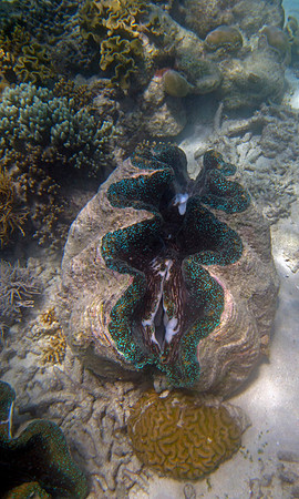 Giant Clam #6