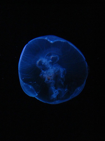 Jellyfish #1