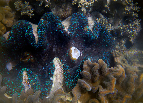 Giant Clam #4