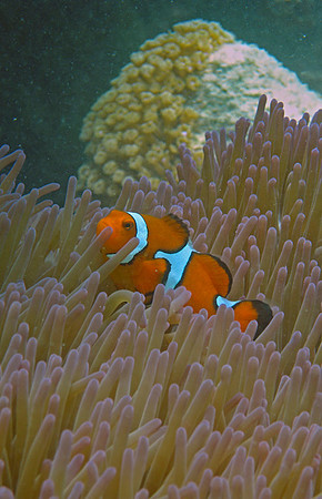 I Found Nemo