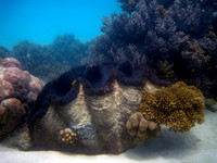 Giant Clam #1