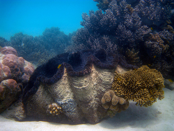 Giant Clam #1
