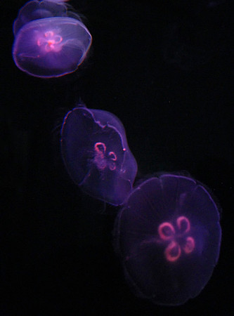 Jellyfish #2