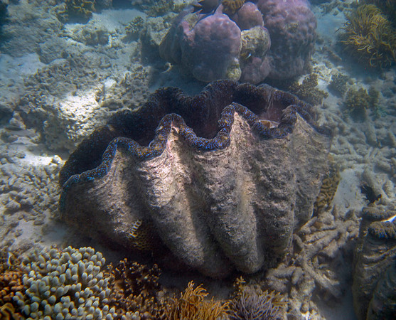 Giant Clam #5