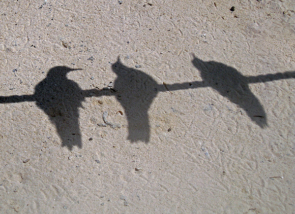 Birds on a Wire