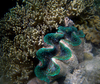 Giant Clam #3