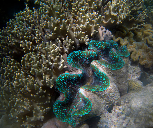 Giant Clam #3