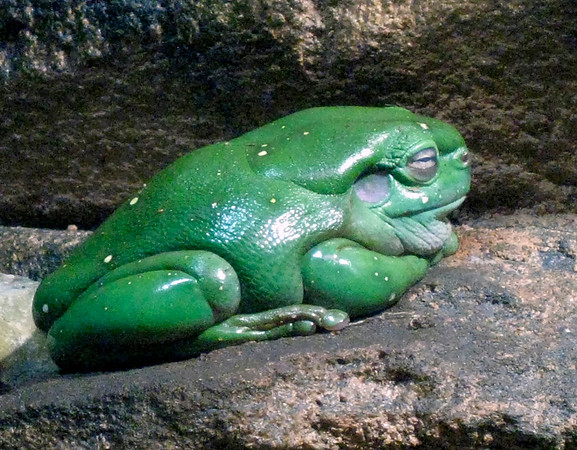 Green Tree Frog