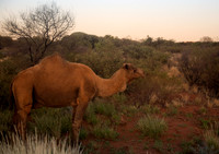 Feral Camel