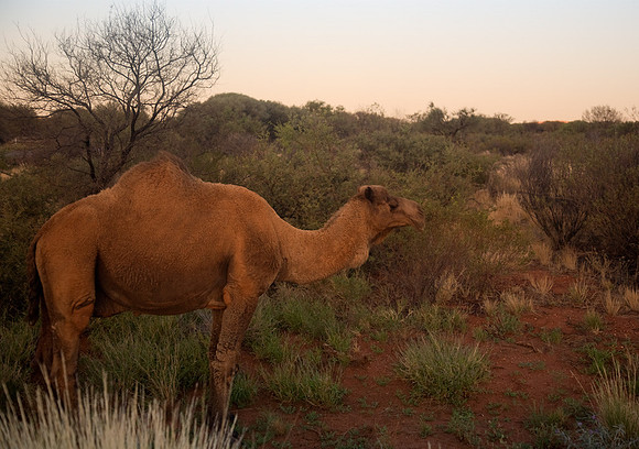 Feral Camel