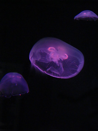 Jellyfish #3